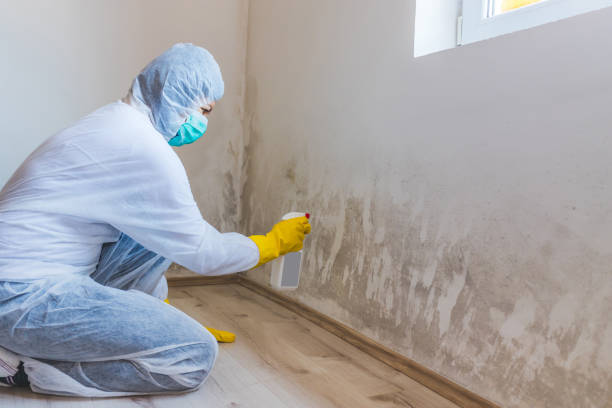 Licensed Crawl Space Mold Removal service in Westminster, TX - WQB Mold Removal