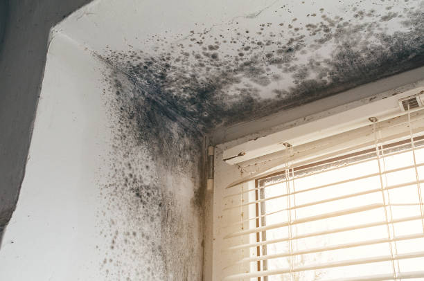 Affordable Crawl Space Mold Removal solutions in Westminster, TX